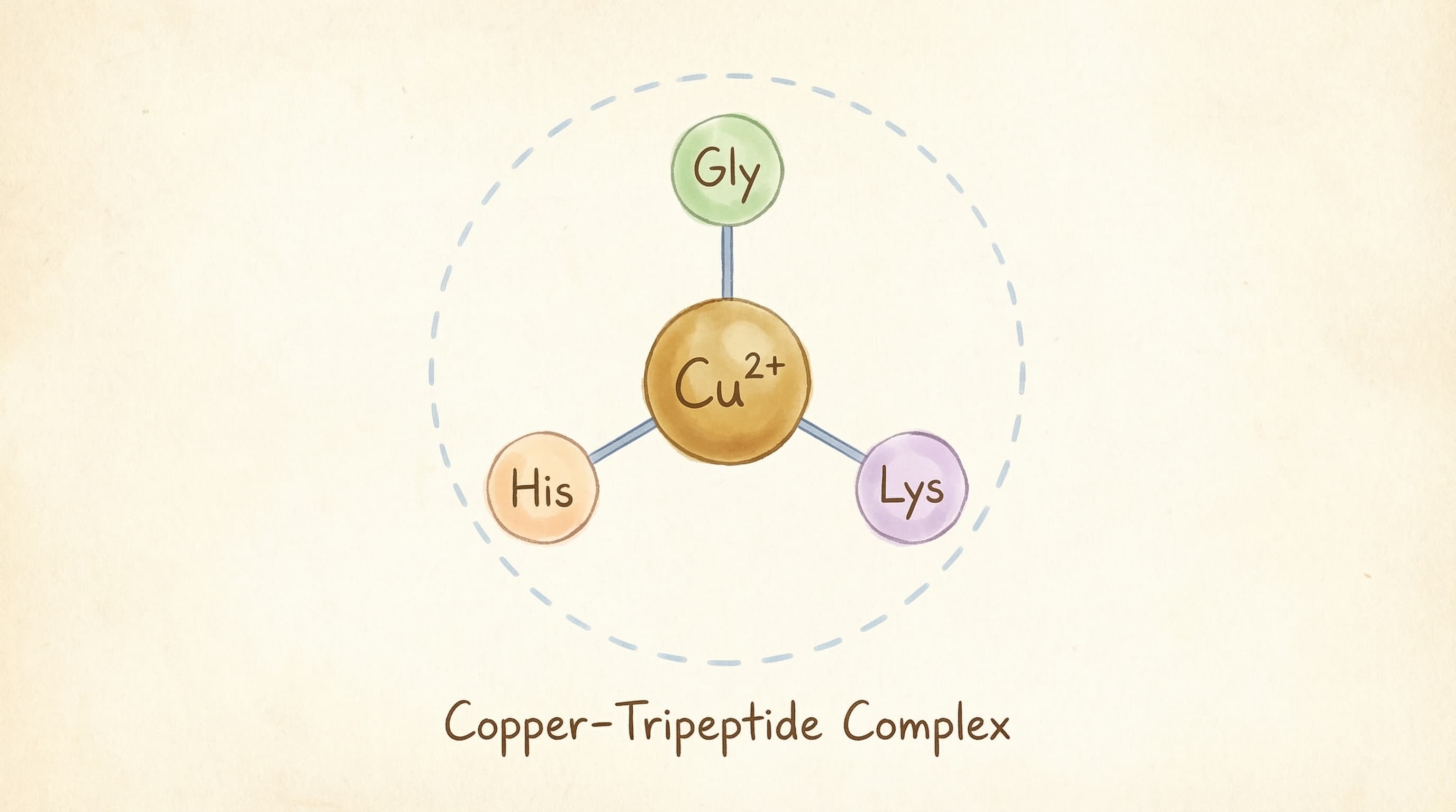 GHK-Cu copper tripeptide complex molecular diagram